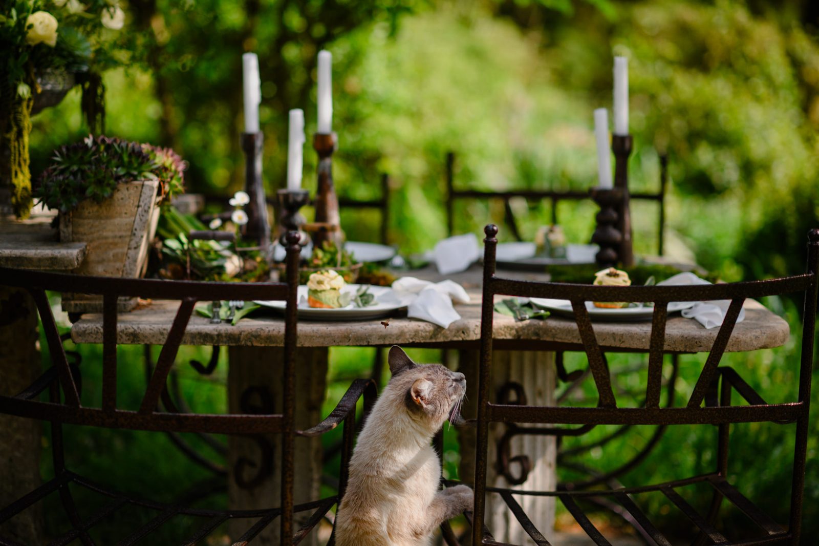Diana Biro | Wedding & Private Events Planner - imagine 3